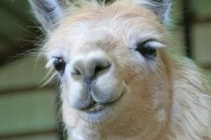 Lush Lashes Llama